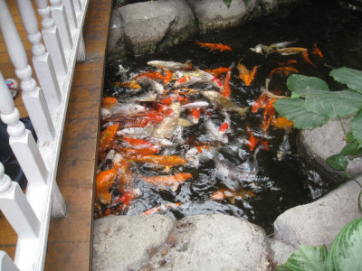 Fish in the Atrium