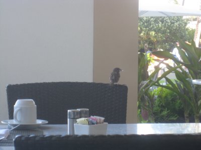 Birdie at breakfast