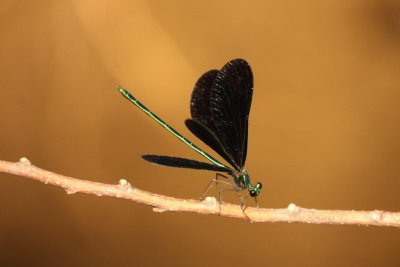 dragonflies_and_damsels