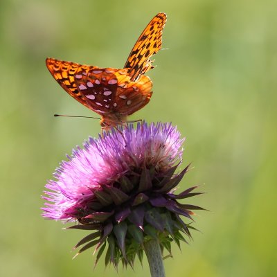 IMG_1017.JPG
