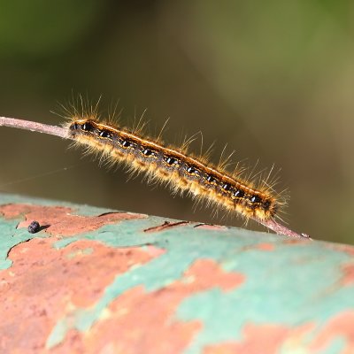 IMG_1620.JPG
