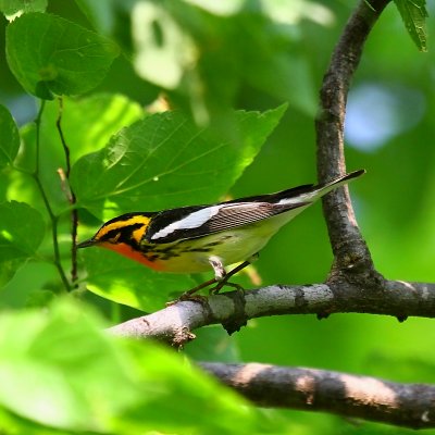 warblers_and_vireos