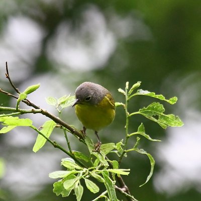 IMG_2466.JPG