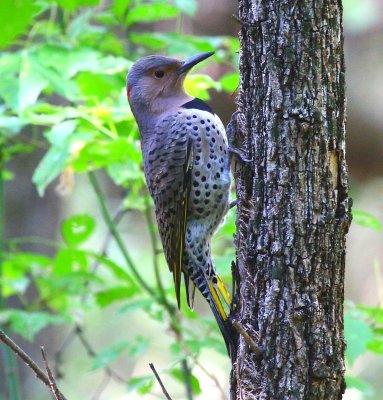 woodpeckers_nuthatches_and_creepers