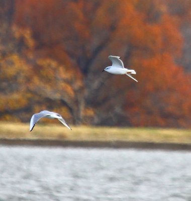 IMG_7800.JPG