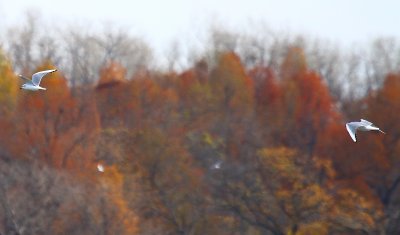 IMG_7802.JPG