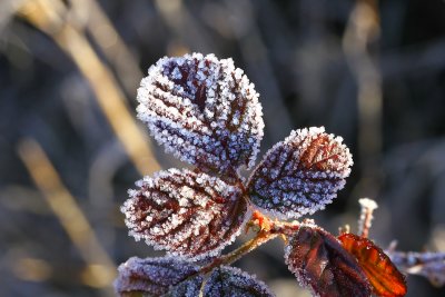 IMG_8315.JPG