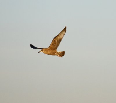 IMG_8922.JPG