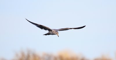 IMG_9358.JPG