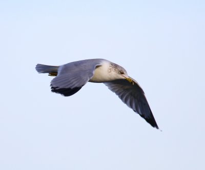 IMG_9368.JPG