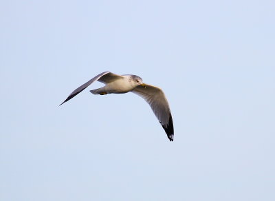 IMG_9376.JPG