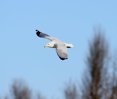 IMG_9792.JPG
