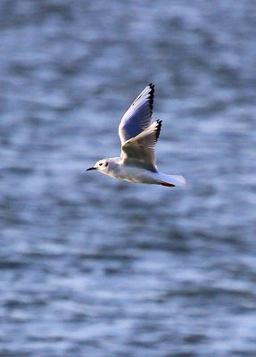 IMG_9894.JPG