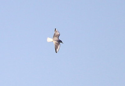 IMG_9912.JPG