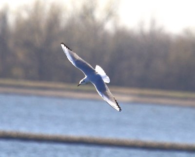 IMG_9992.JPG