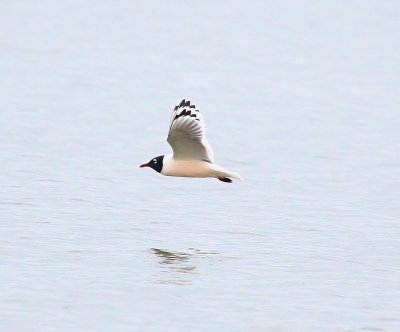 IMG_0781.JPG