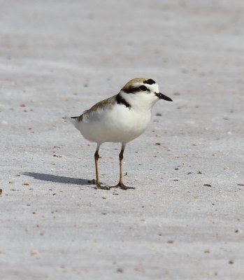 2012_lesser_prairie_chicken_festival