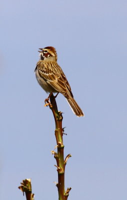 IMG_1712.JPG