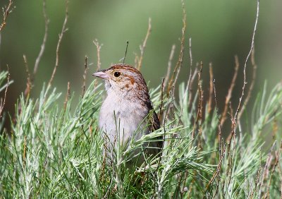 sparrows