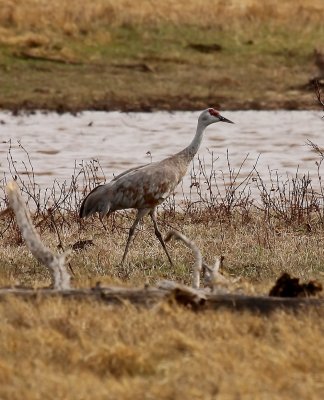 2012_lesser_prairie_chicken_festival