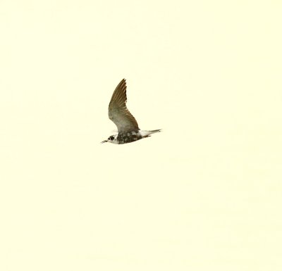 IMG_3953.JPG