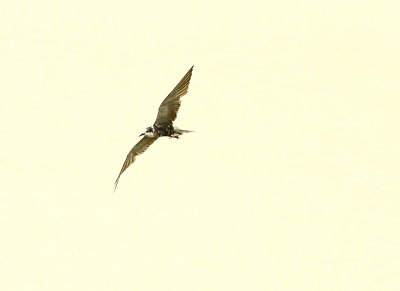 IMG_3959.JPG