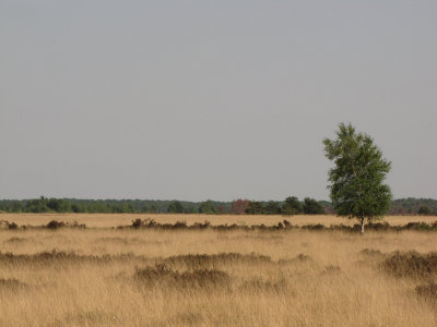 Fochtelorveen