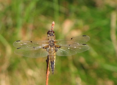 Dragonflies