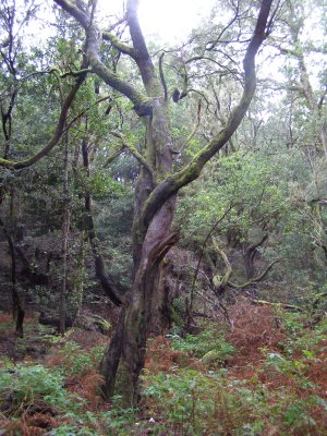 La Gomera