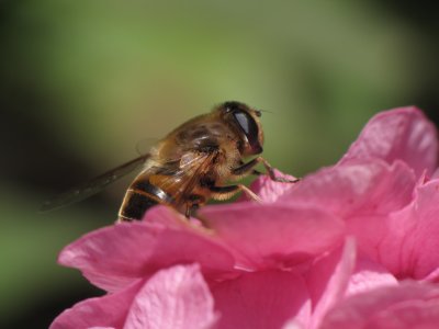 Other insects