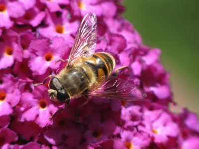 Other insects