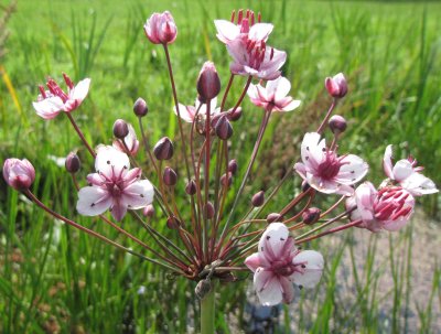 Zwanenbloem