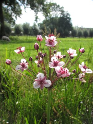 Zwanenbloem