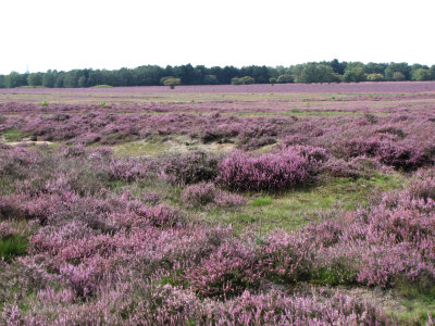 Zuiderheide