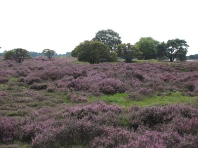 Zuiderheide, Laren