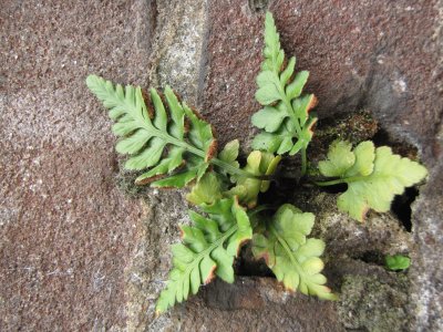 Flora