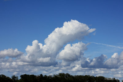 dolphin_cloudsig.jpg
