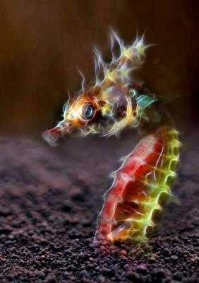seahorse.jpg