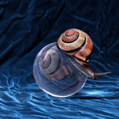snail-ball.jpg