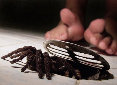 tarantula.jpg