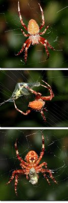 spider-kit.jpg