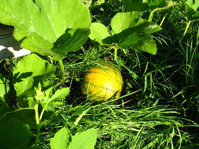pumpkins7.jpg