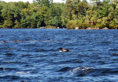 Common Loon