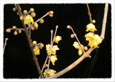 Yellow Wax wintersweet 02.jpg