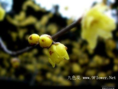 Yellow Wax wintersweet 03.jpg