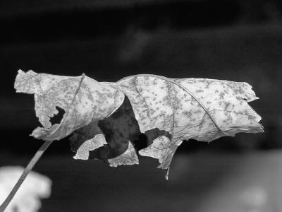 1leaf.jpg