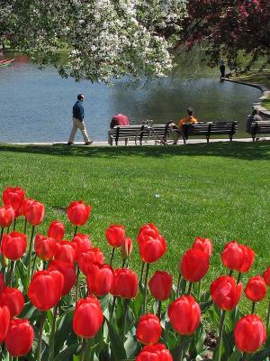 Tulips and Walker