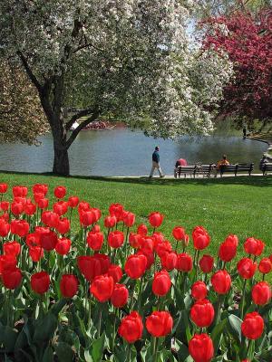 Red Tulips