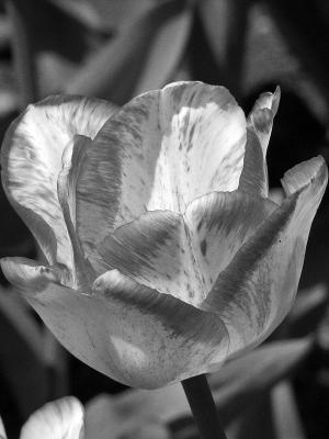 B&W Flower