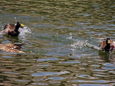 Duck Spat